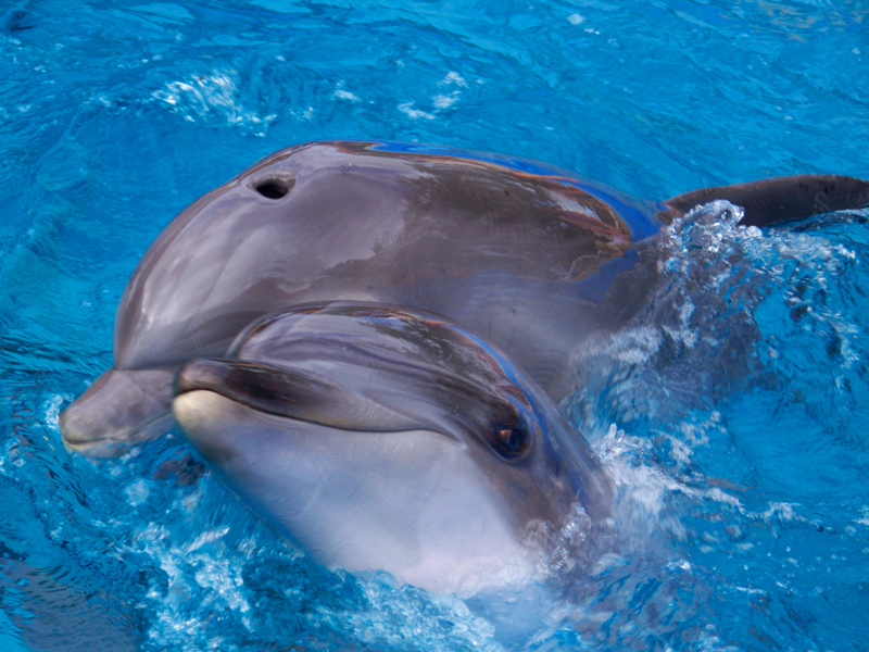 two dolphins in blue water with one looking at camera