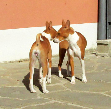 two small dogs standing next to each other