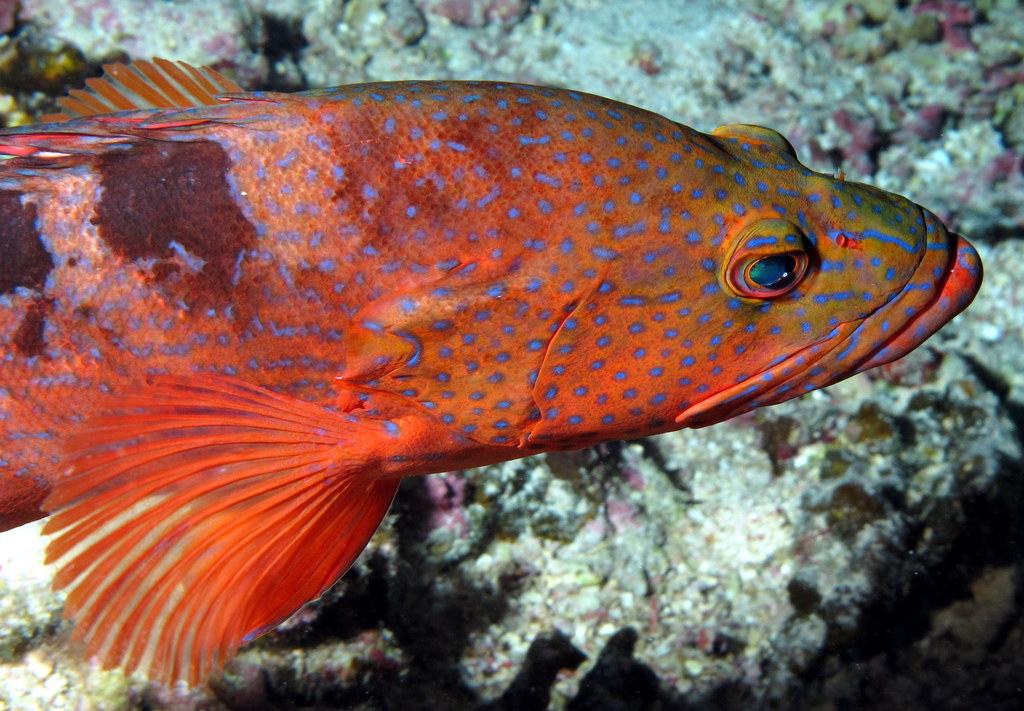 an orange and blue fish with white spots