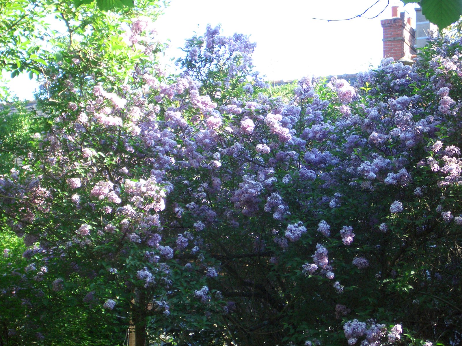 a large cluster of purple flowers in a park