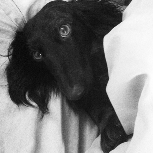 a black dog is hiding in the covers of a bed