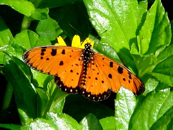 an orange erfly sits on a yellow flower