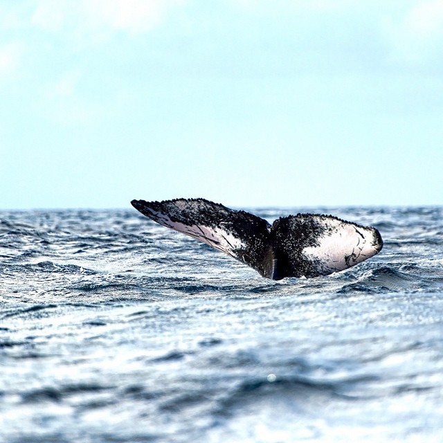 the tail fin of a large whale in the ocean