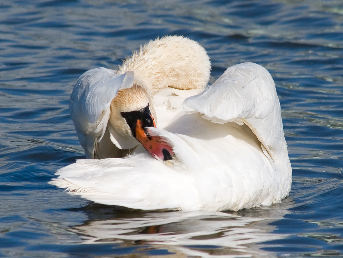 a white swan with it's wings spread out while swimming