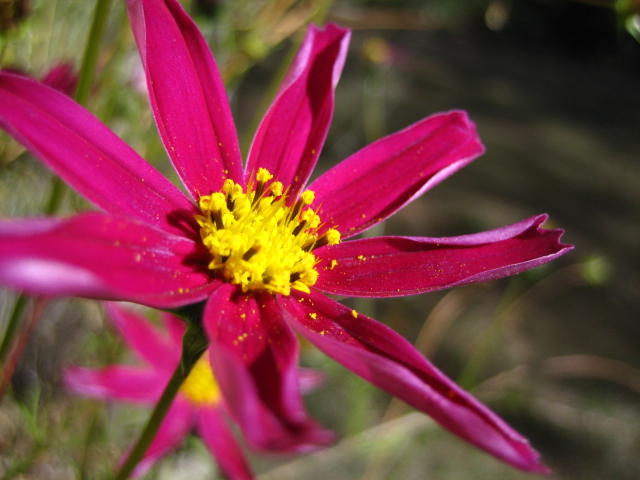 a close up of some kind of pink flower with yellow stamen