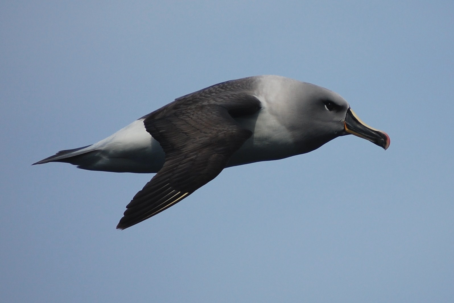a bird with long beak flying through the air