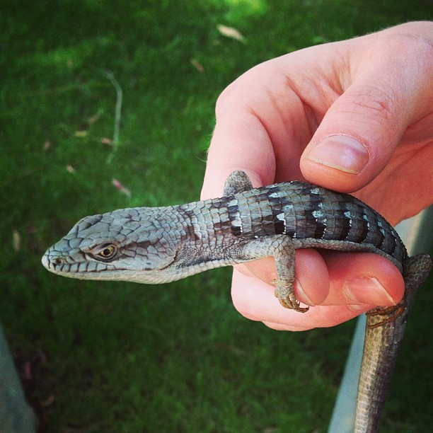 a close up of a person holding a baby alligator