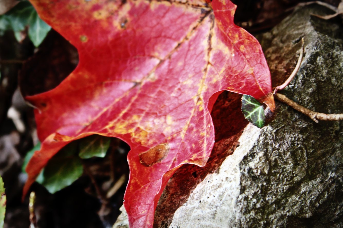 a red leaf is on top of a large rock