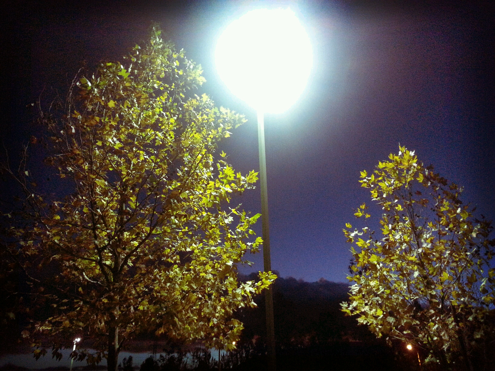 an illuminated lamppost sits near many trees