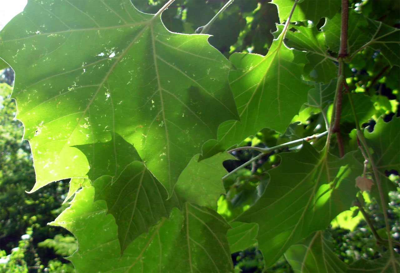 closeup of the leaves and nches of a tree
