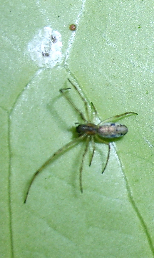 an adult spider sits on a leaf