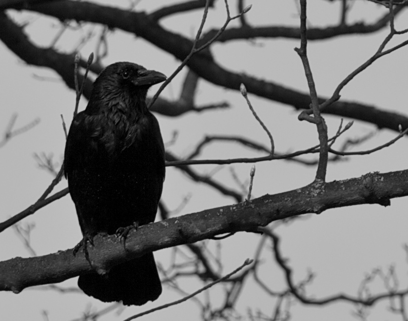 the black bird is perched on the nch