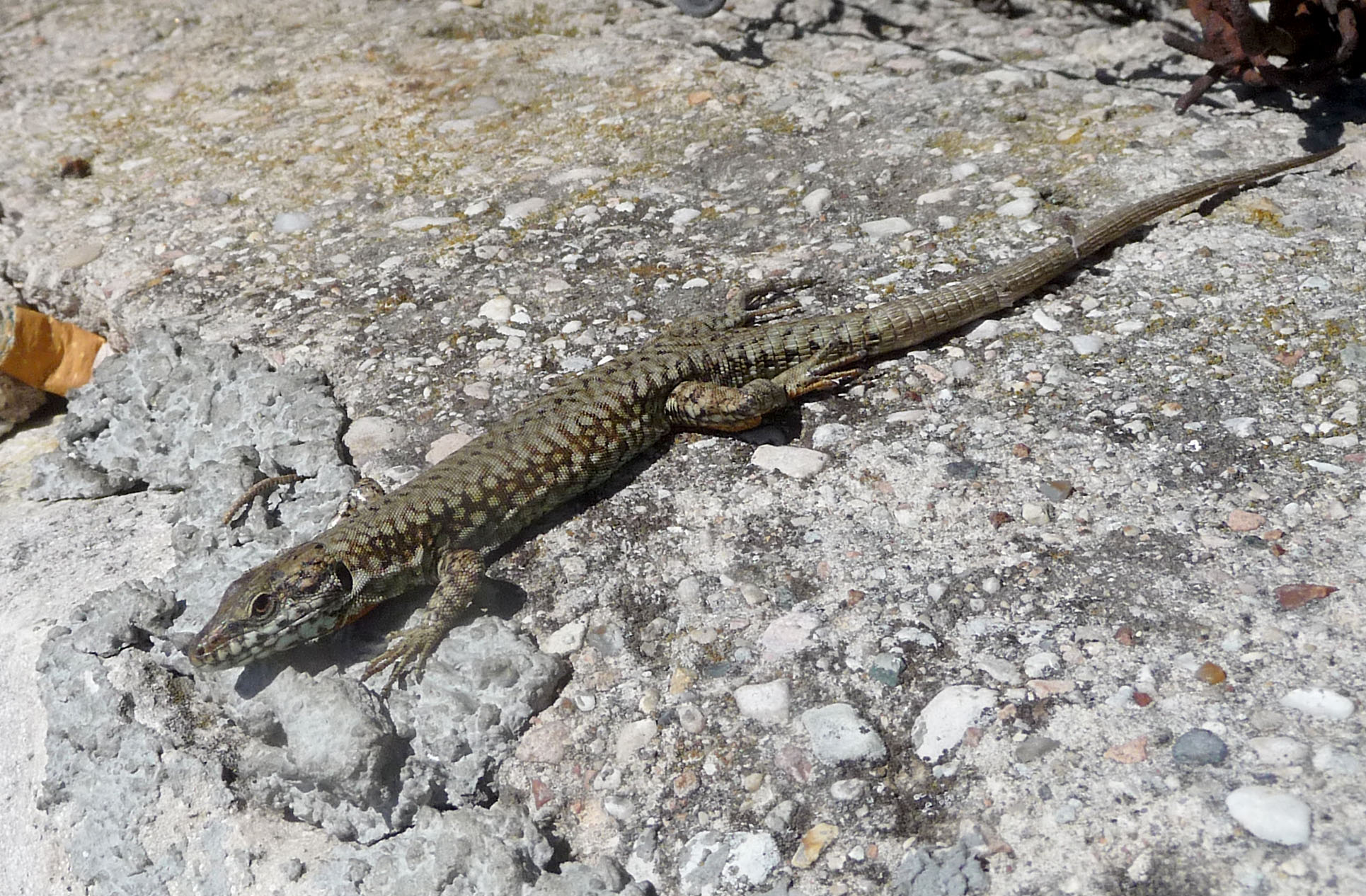 an adult lizard basks in the sunshine on a rock