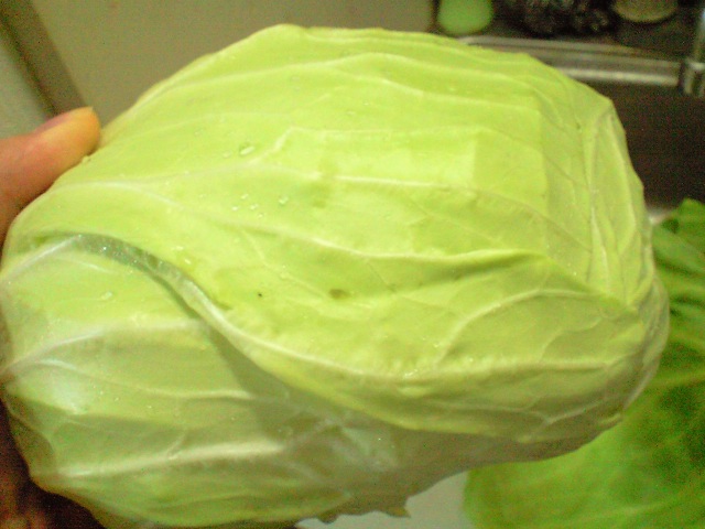 a cabbage being held in a bag