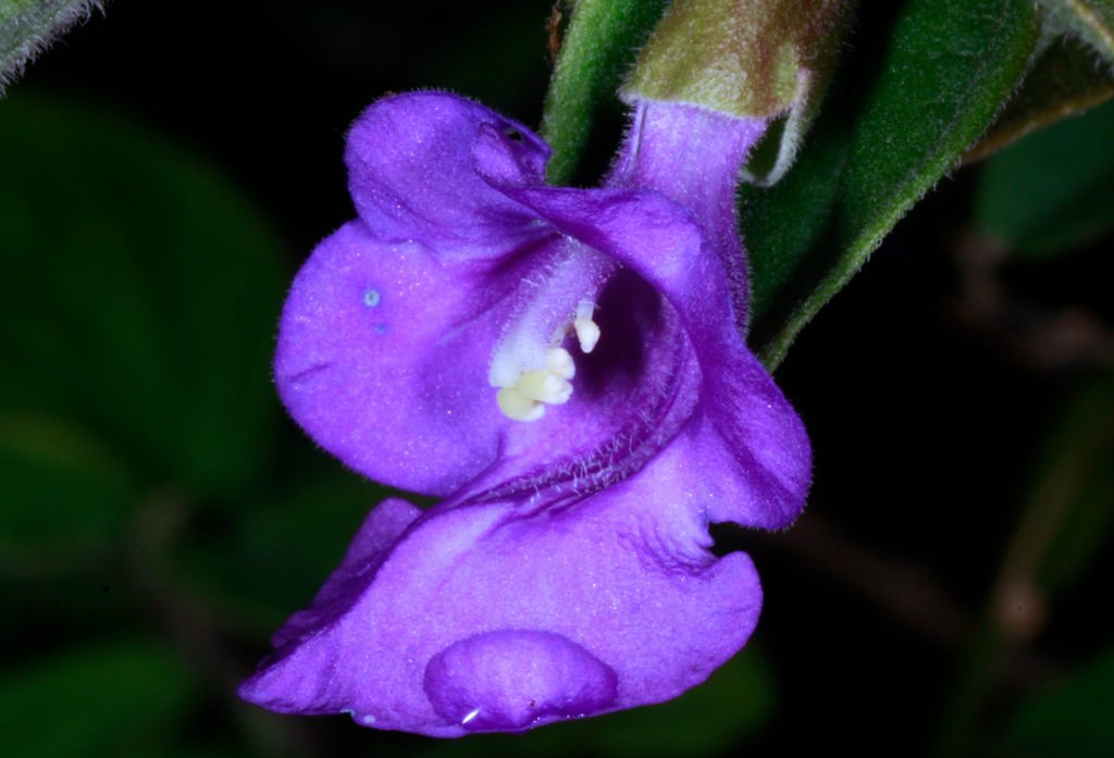 an image of purple flower with the face on it