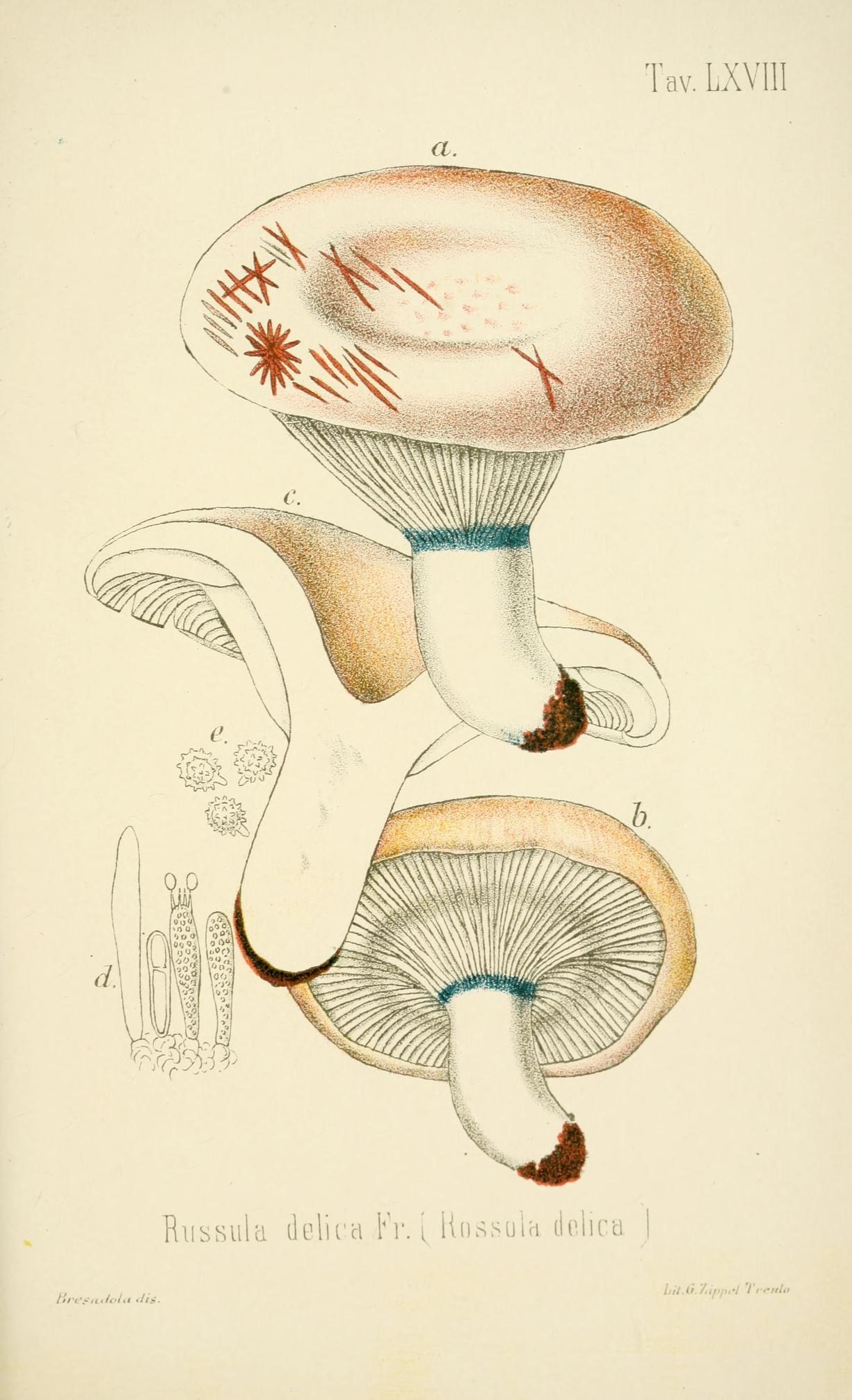 this is an image of an illustration of mushrooms