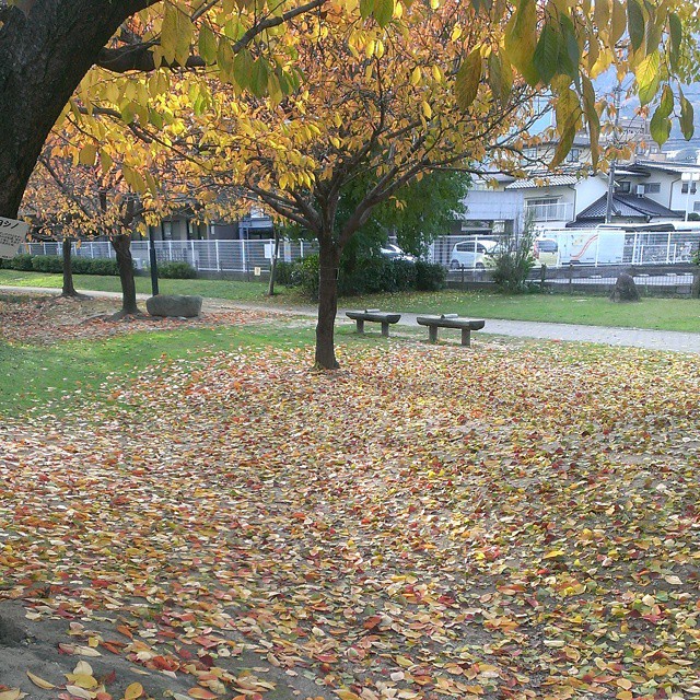 an area with trees, leaves, and benches