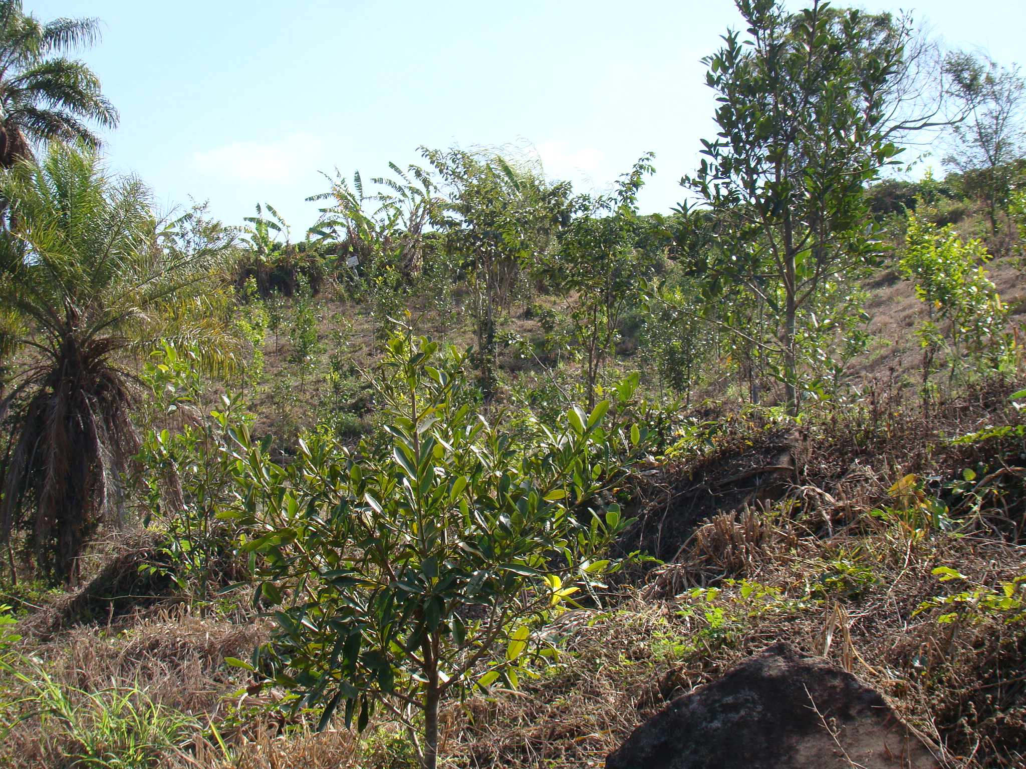 trees and dirt near the top of the hill