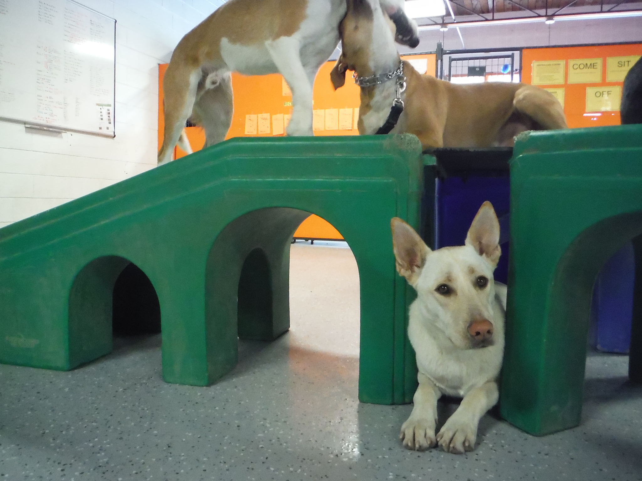 dogs playing with toy blocks in a school