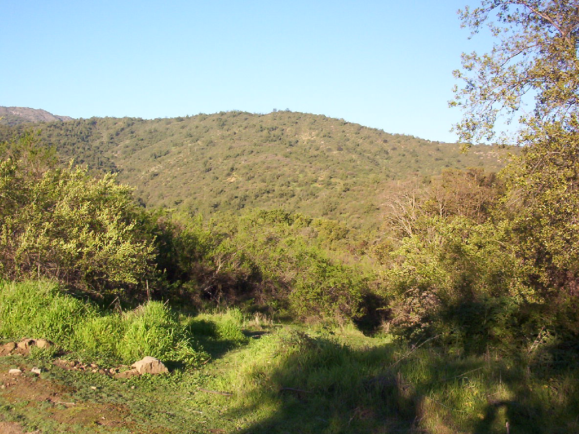 there is a green field with trees around it