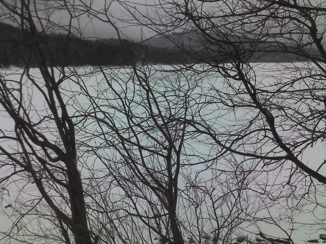 some bare trees are standing in front of water