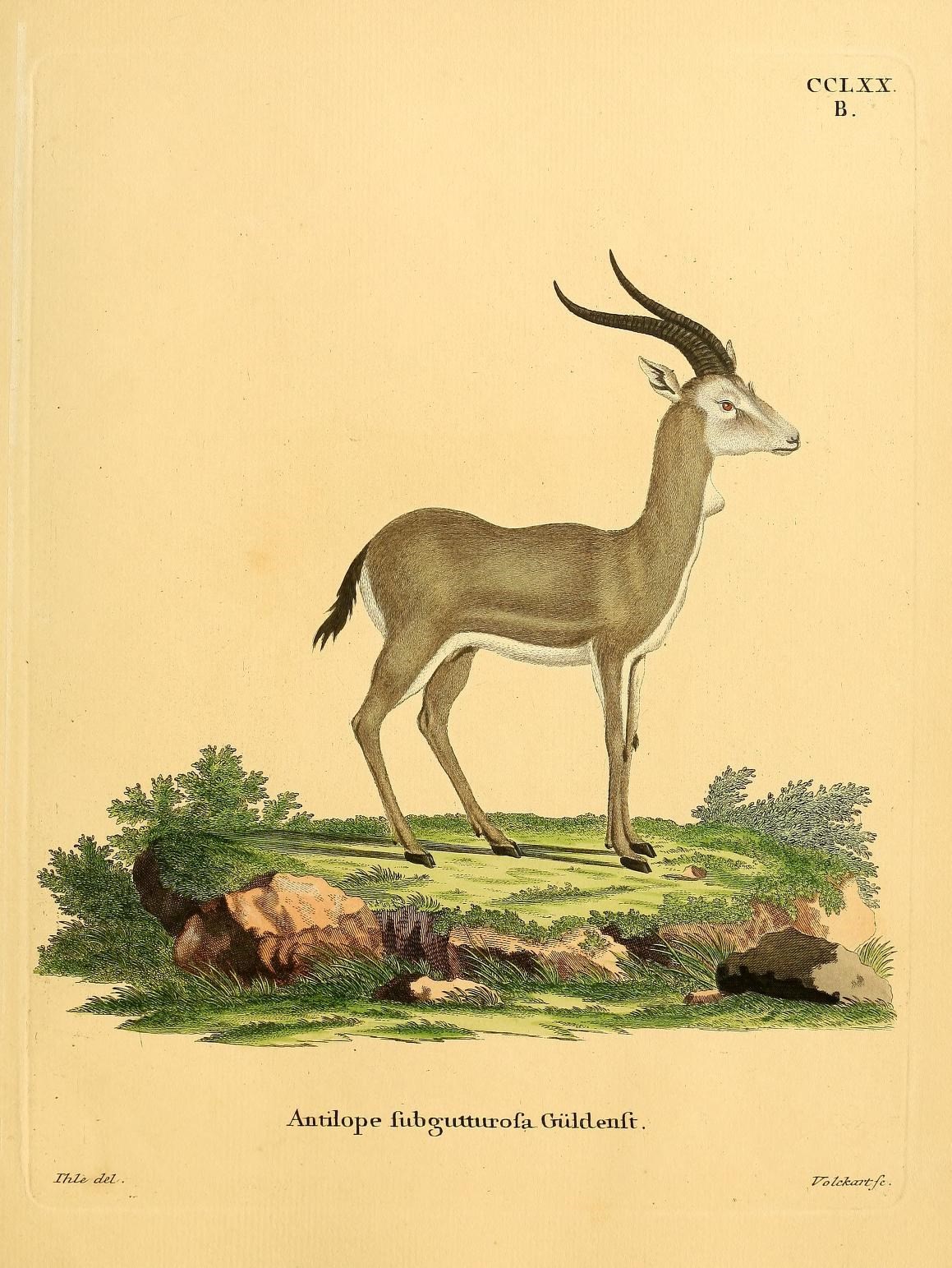 an antelope is shown in this antique color engraving