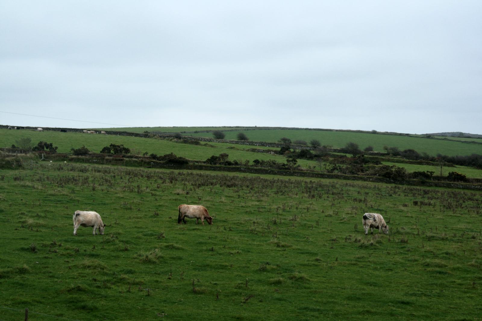 three white cattle grazing in the green grass