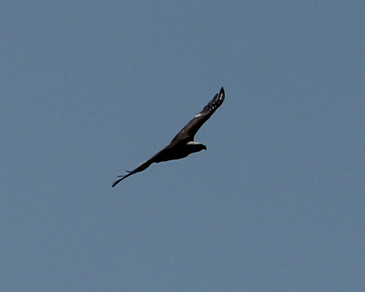 an eagle soaring through a clear sky on a sunny day