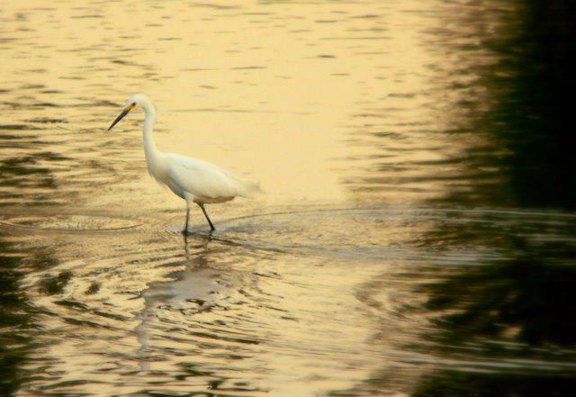 a large white bird is walking in the water