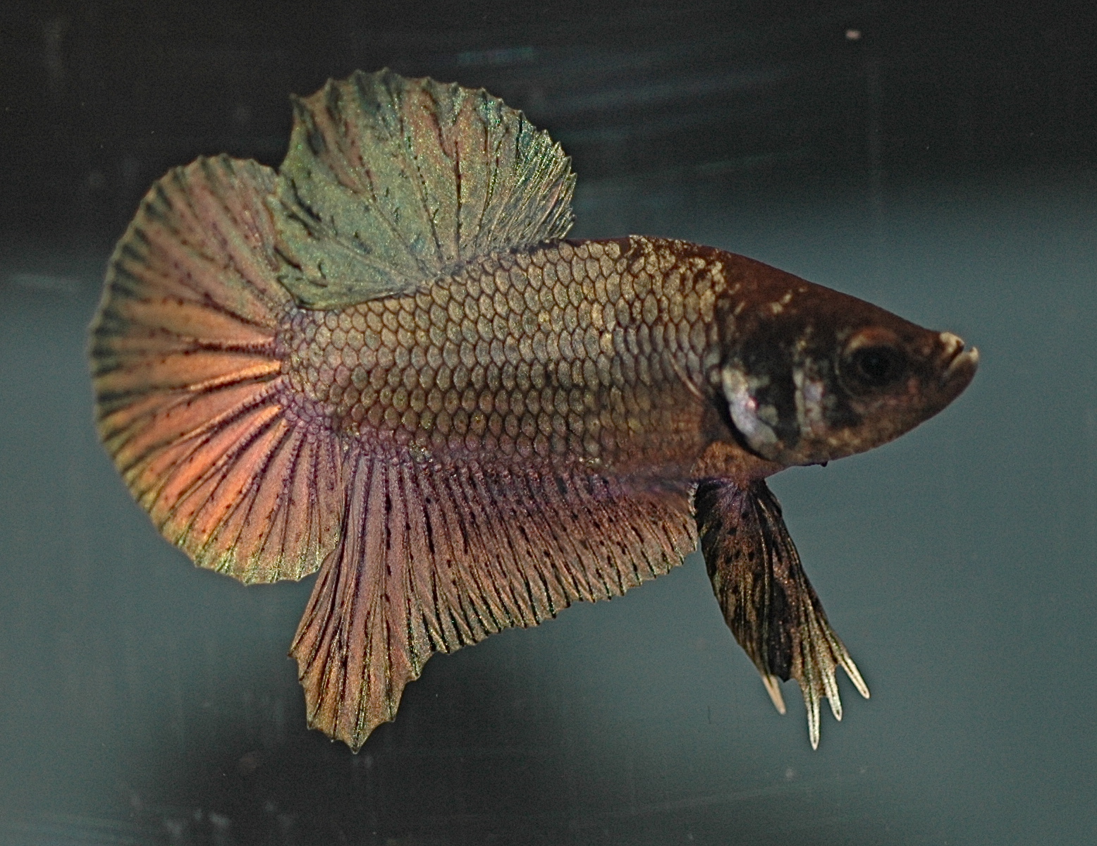 a colorful fish sitting on top of a glass