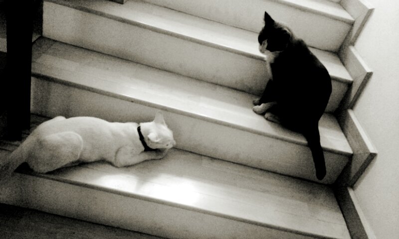 black and white pograph of a cat and cat sitting on stairs