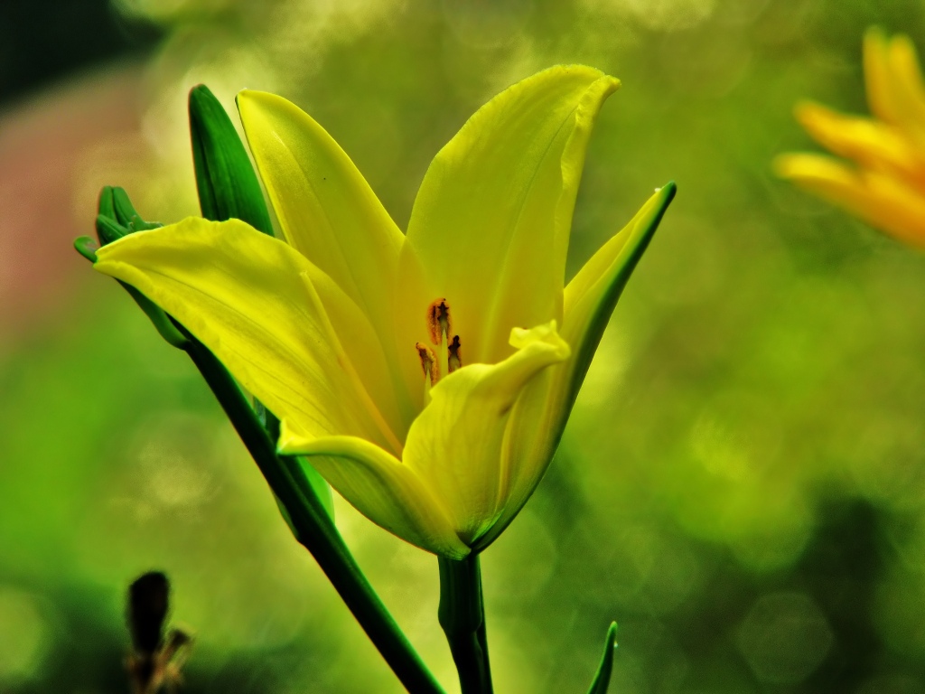 a yellow flower blooming in the middle of the day