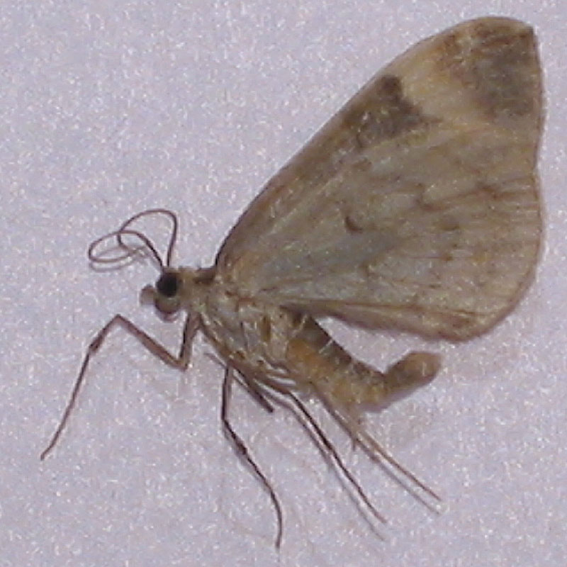 a small brown insect with black and white markings