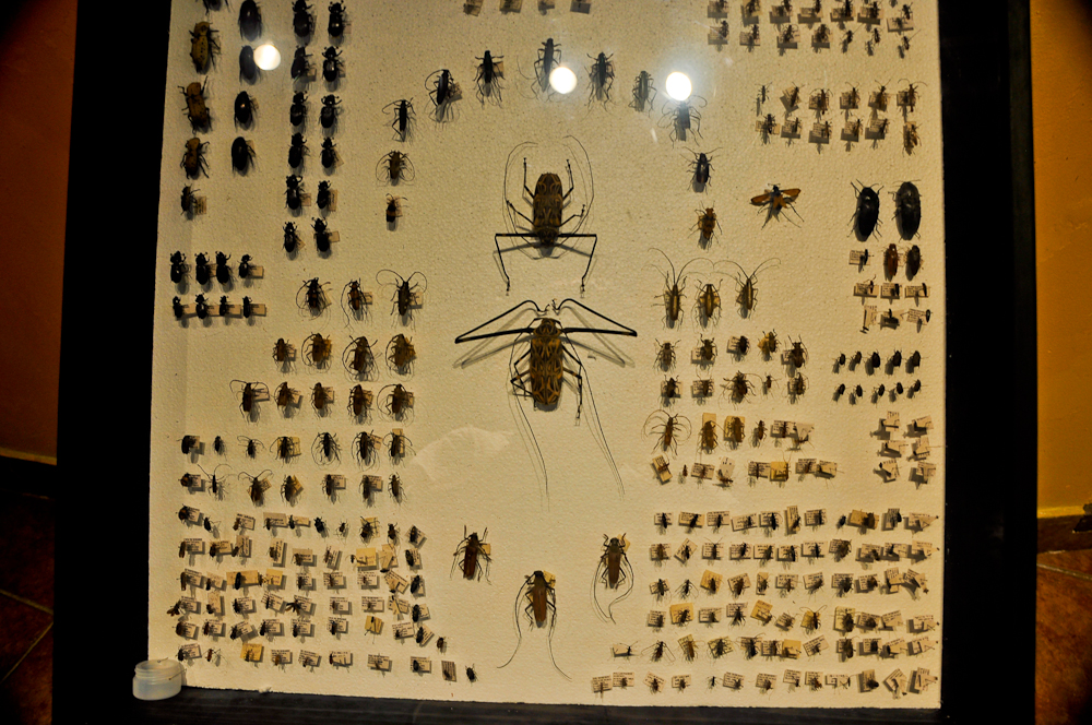 the large display has several dead bugs on it