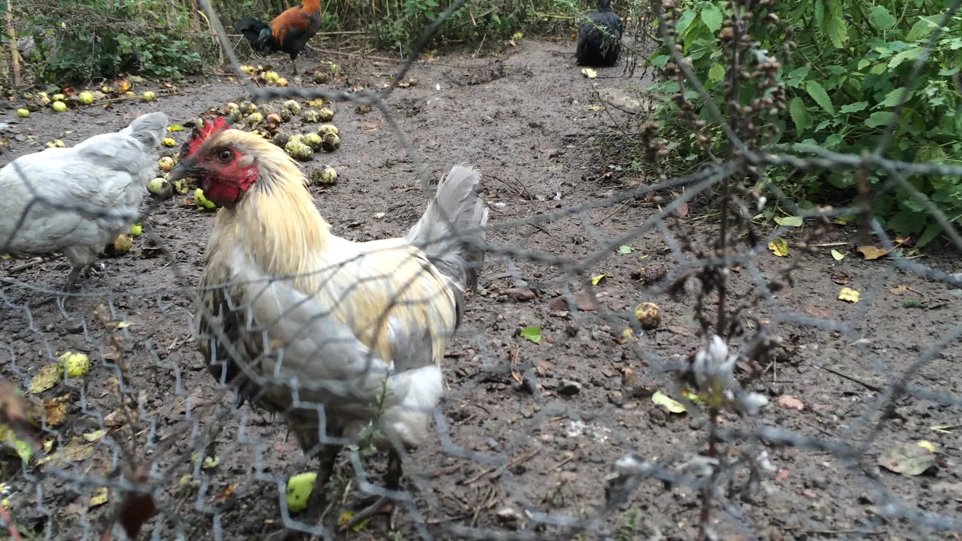 chickens grazing in the middle of a road