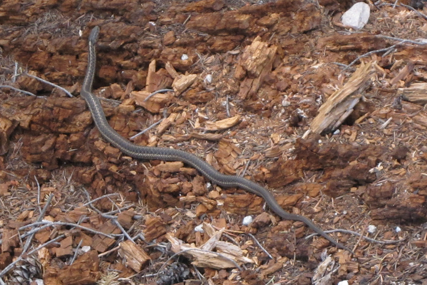 a close - up po of a snake crawling on the ground