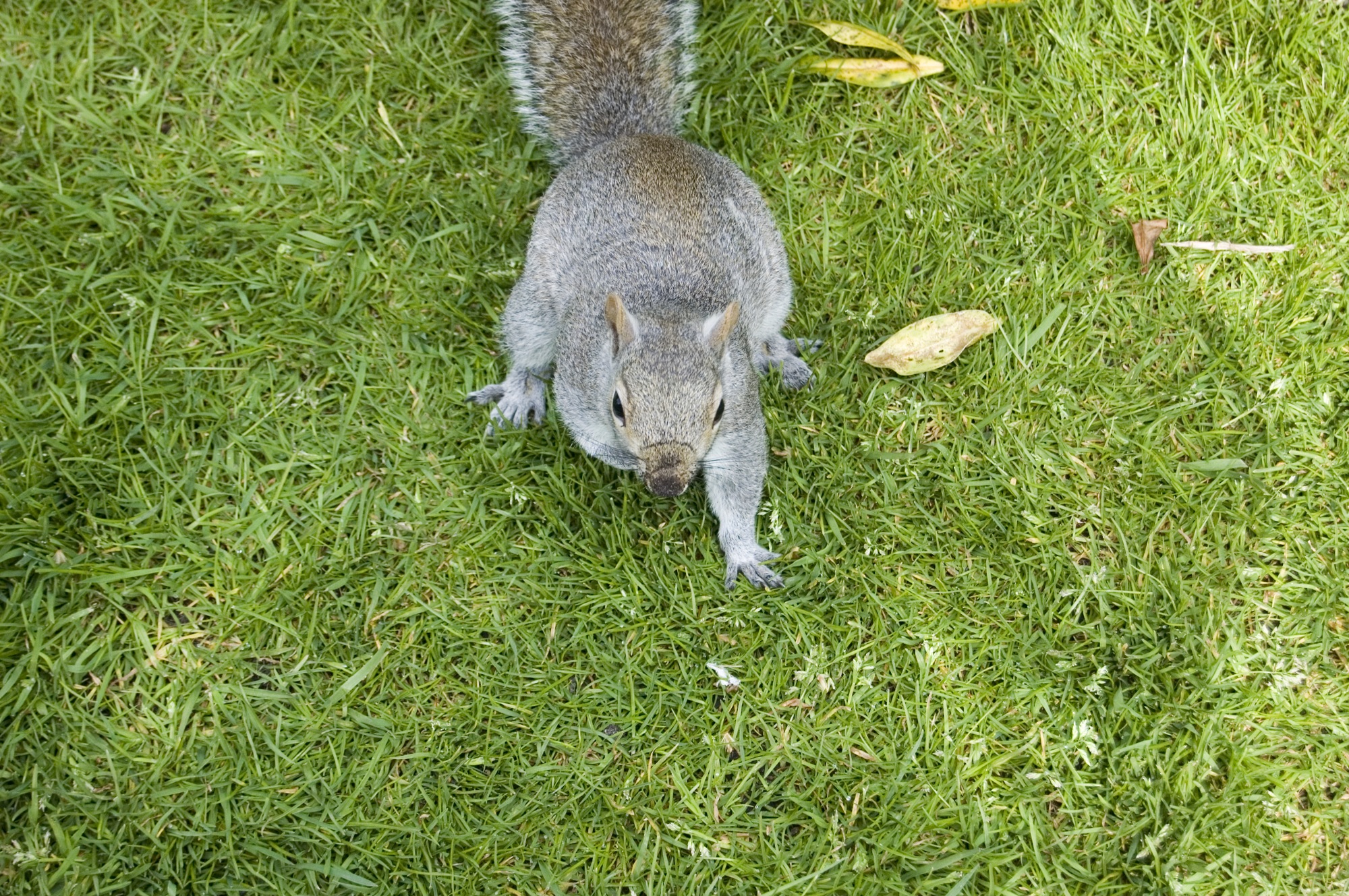 a grey squirrel eating a banana on the ground