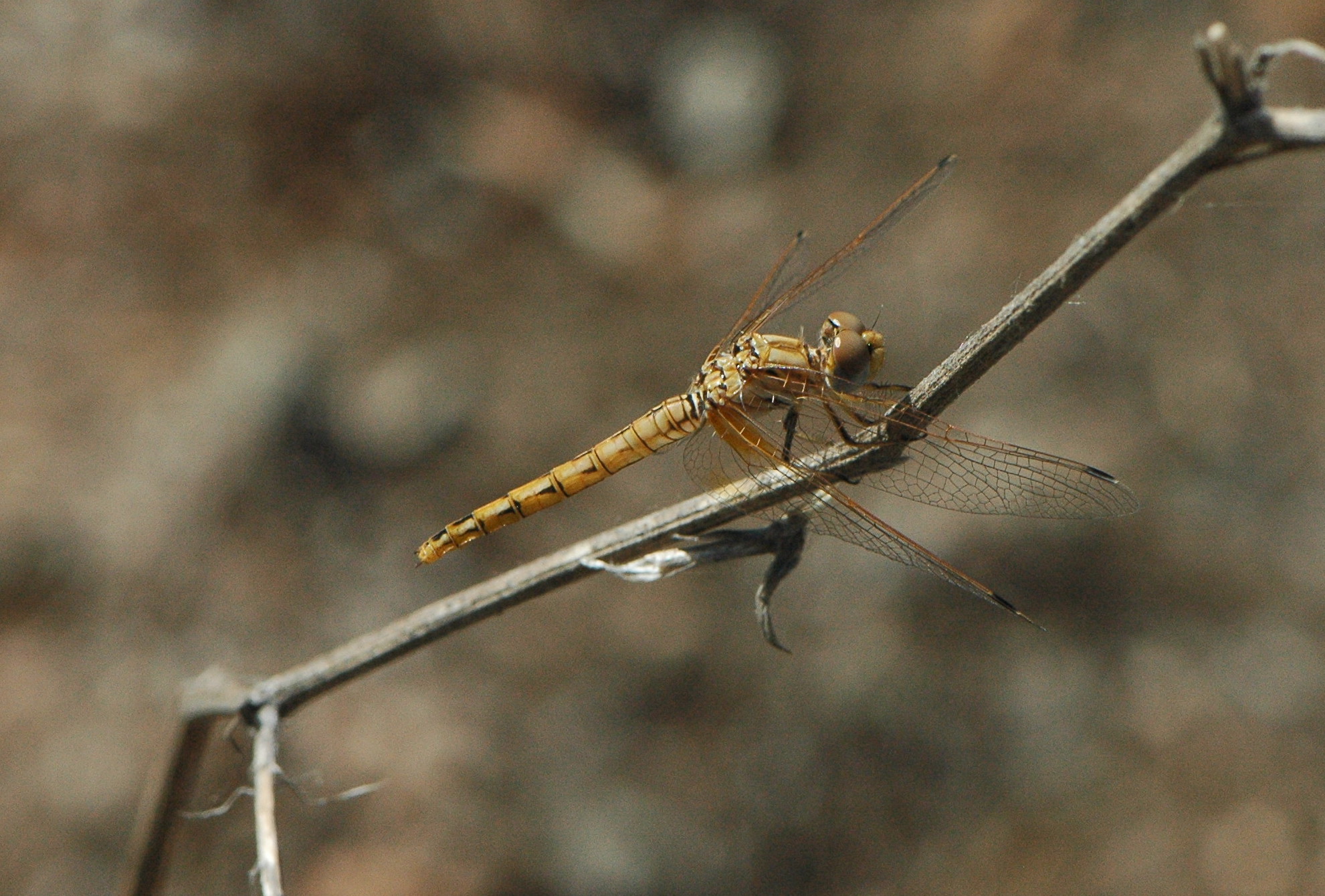 a large, yellow insect rests on a twig