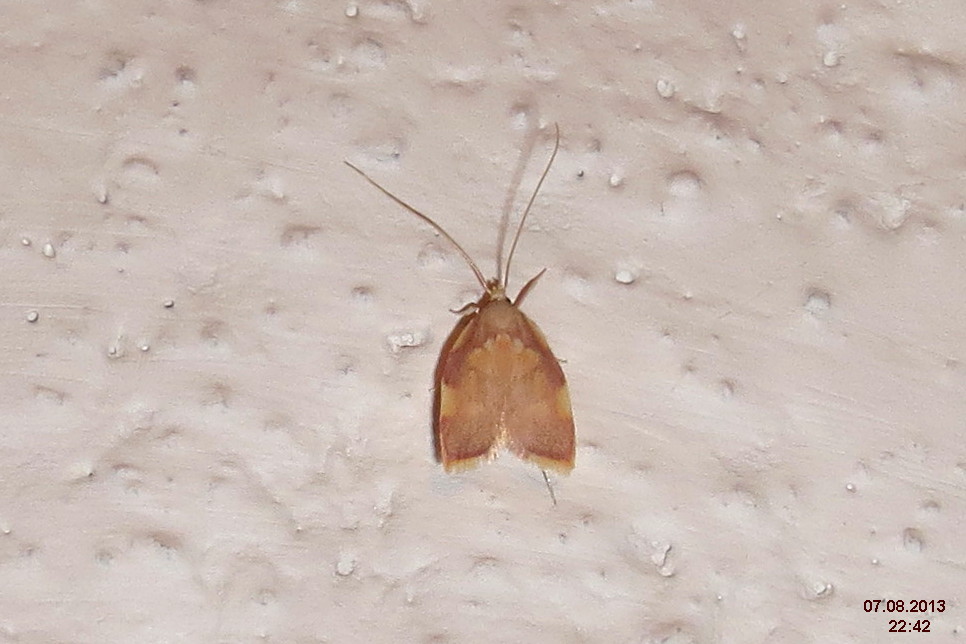 a moth on white fabric with a small amount of water droplets around it