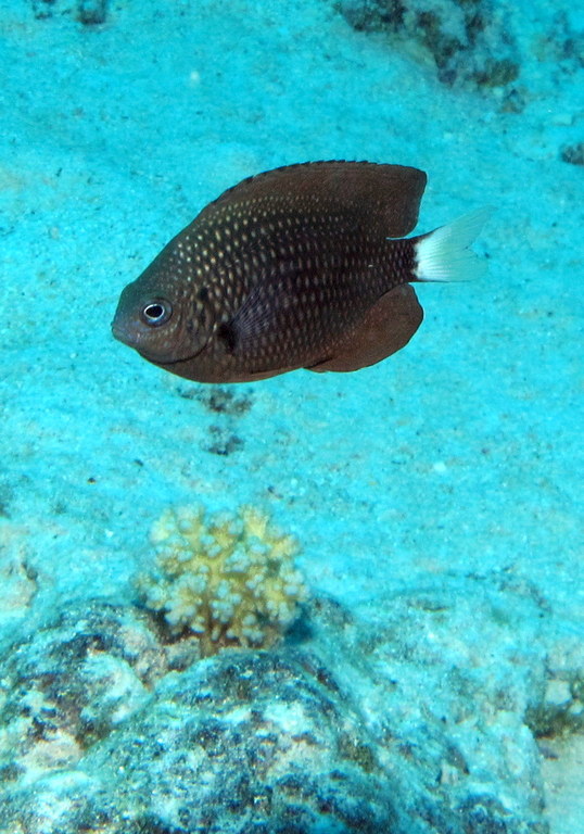 an angle view of a tropical fish in the water