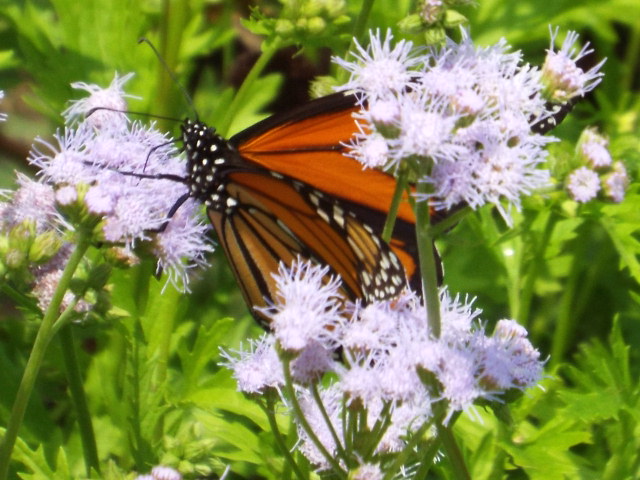 a monarch erfly perches on the flower