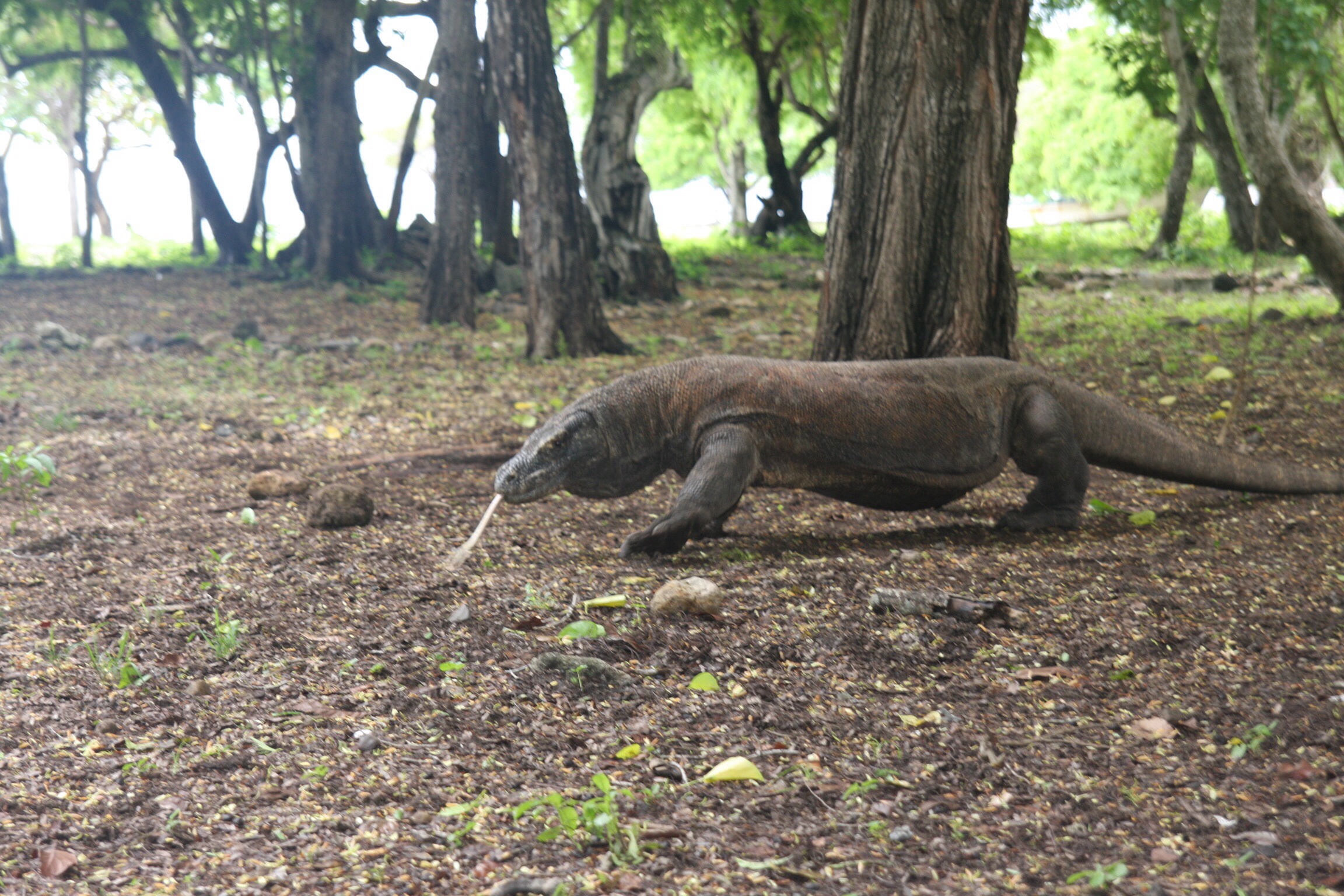 an animal on the ground in a clearing of trees