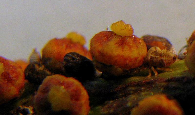 some little bites on fruit that are yellow and brown