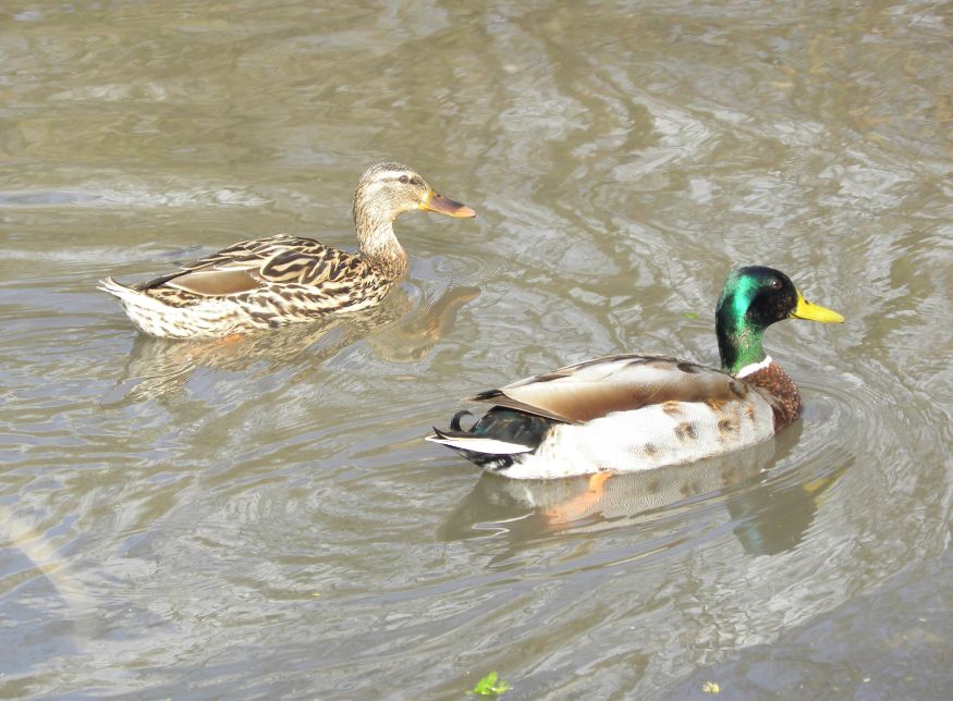 two ducks are swimming on the water