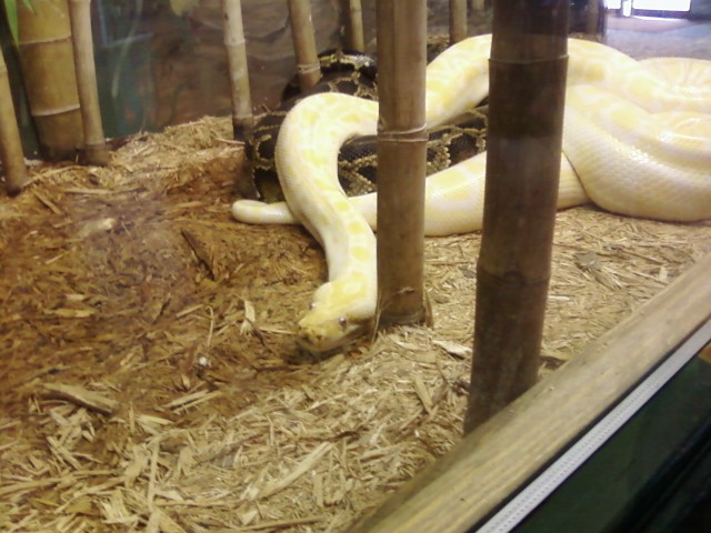 a white snake is laying down in a cage
