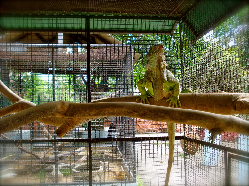 a small green and brown lizard in a cage