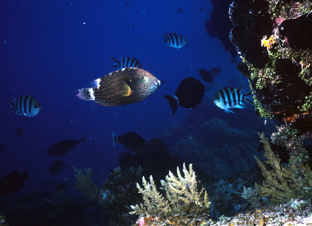 various blue and white fish swimming under a clear water