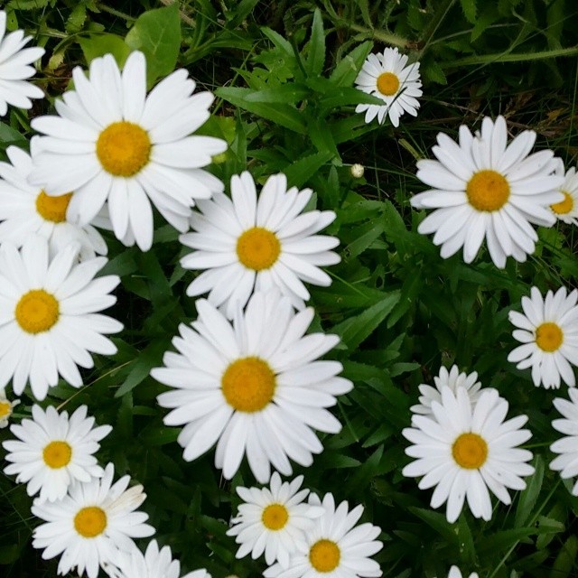 many white daisies are growing in a patch of grass