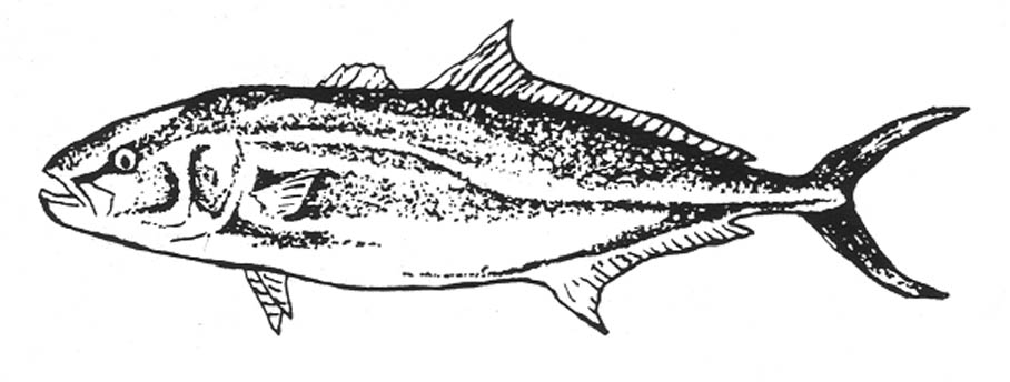 an illustration of a fish that is in black and white