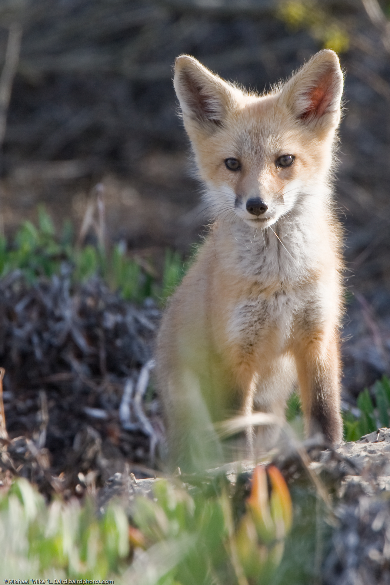 a fox is standing in some grass and bushes